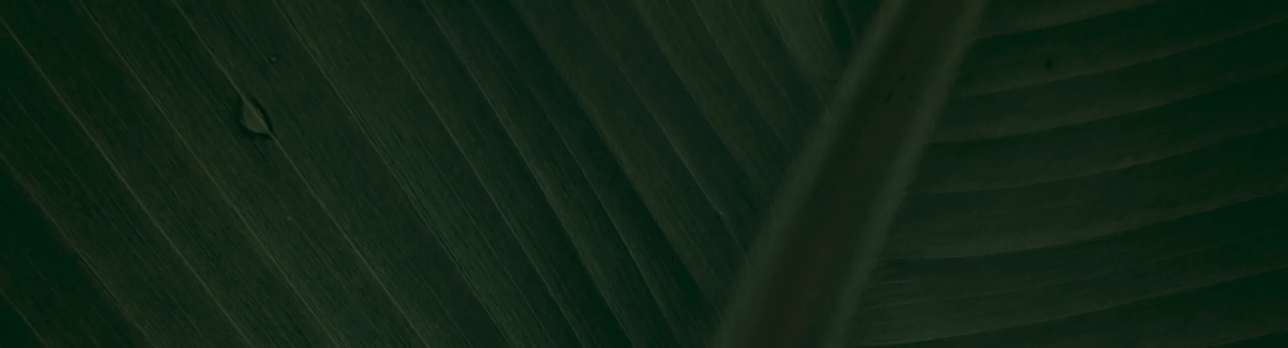 Ail Frais Naturel – Saveur Intense et Qualité Supérieure