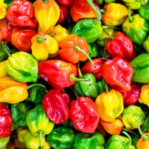 Piment Frais – Saveur Intense et Qualité Supérieure