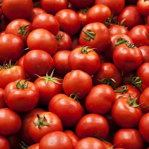 Tomates fraîches de qualité supérieure
